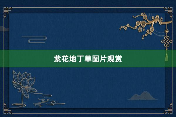 紫花地丁草图片观赏