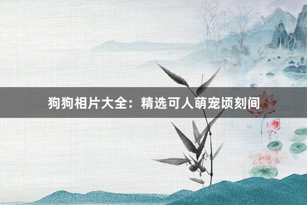 狗狗相片大全:精选可人萌宠顷刻间